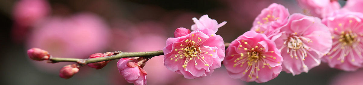 学習院同窓会「桜友会」設立100周年記念サイト