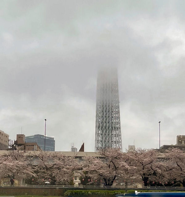 「貸切屋形船お花見の会2023」の報告　画像1