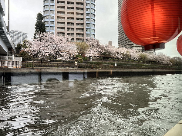 「貸切屋形船お花見の会2023」の報告　画像2